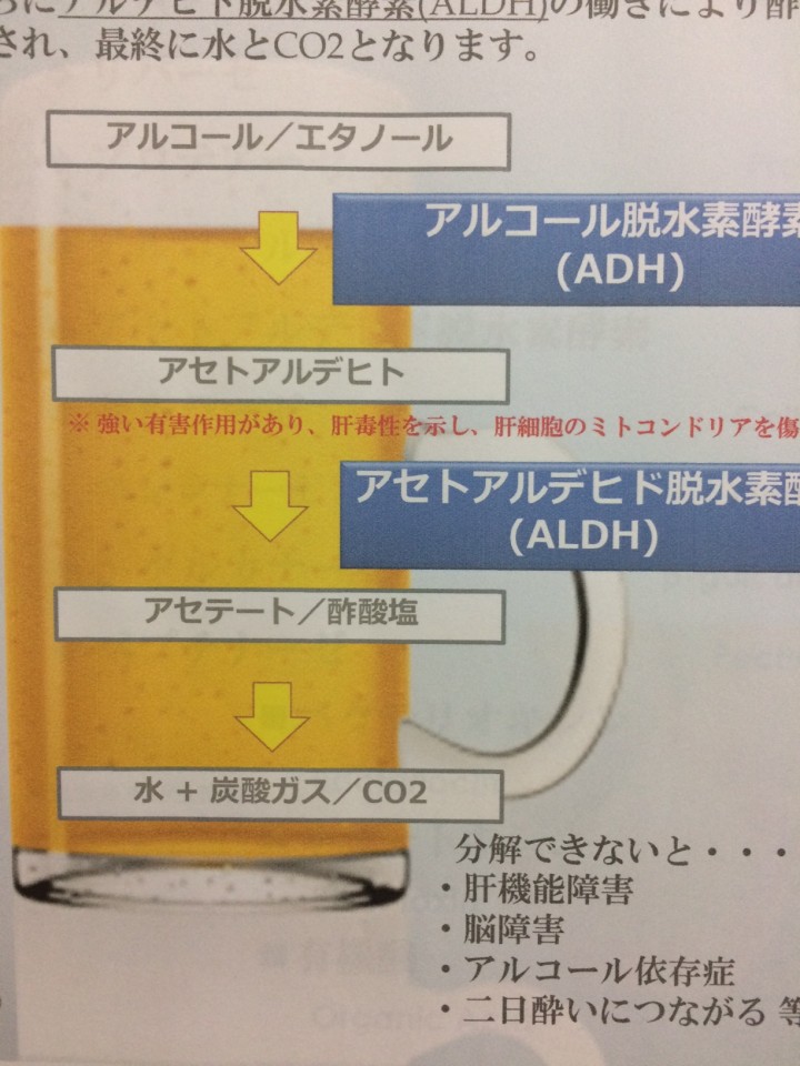 アルコール分解過程